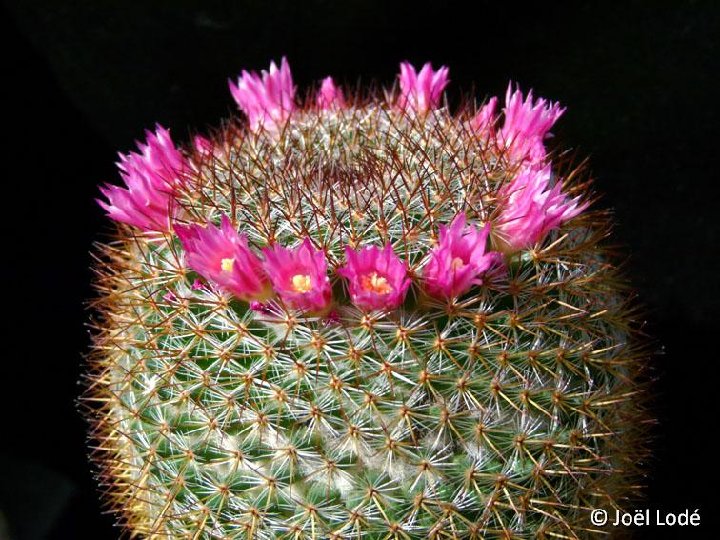 Mammillaria halbingeri ©JL2741 ex Lau1108 Ocotepec, Oax., Mex